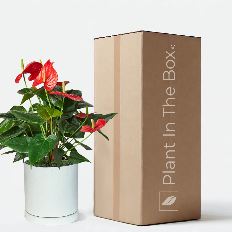 Perfectly Potted Houseplant Gift Box