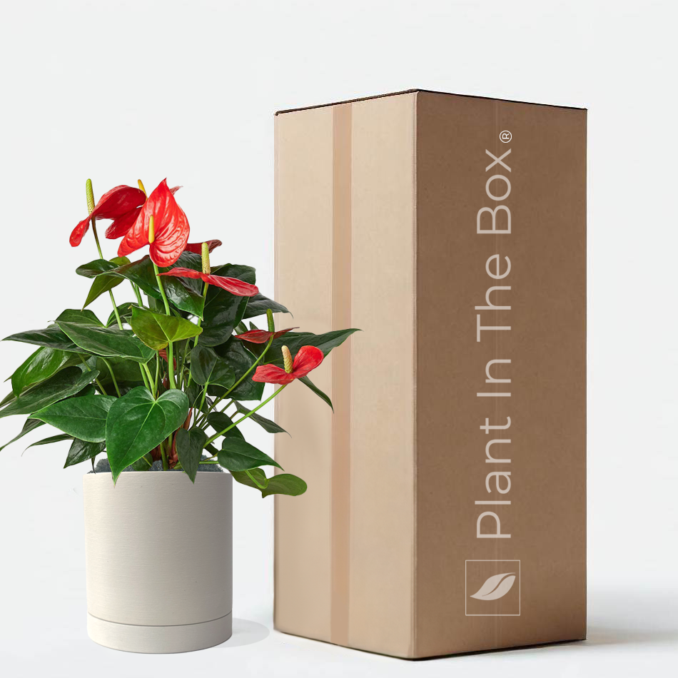 Anthurium Andraeanum Red Potted Plant Gift Box