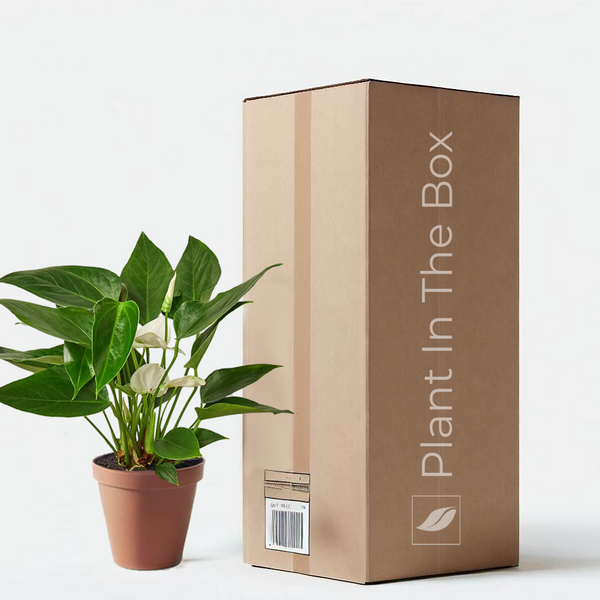 Anthurium_Andraeanum_White_4_g