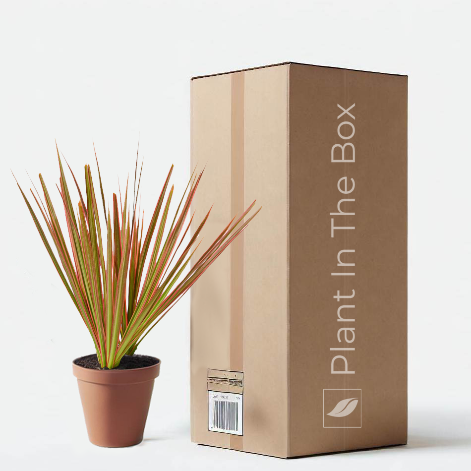 Bicolor Dragon Tree in a grow pot