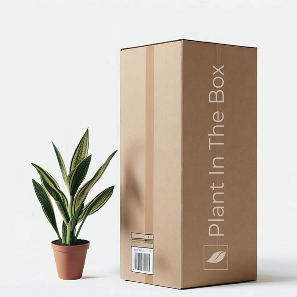 Bloomer Box - Mystery Plant Subscription Box | Plant In The Box