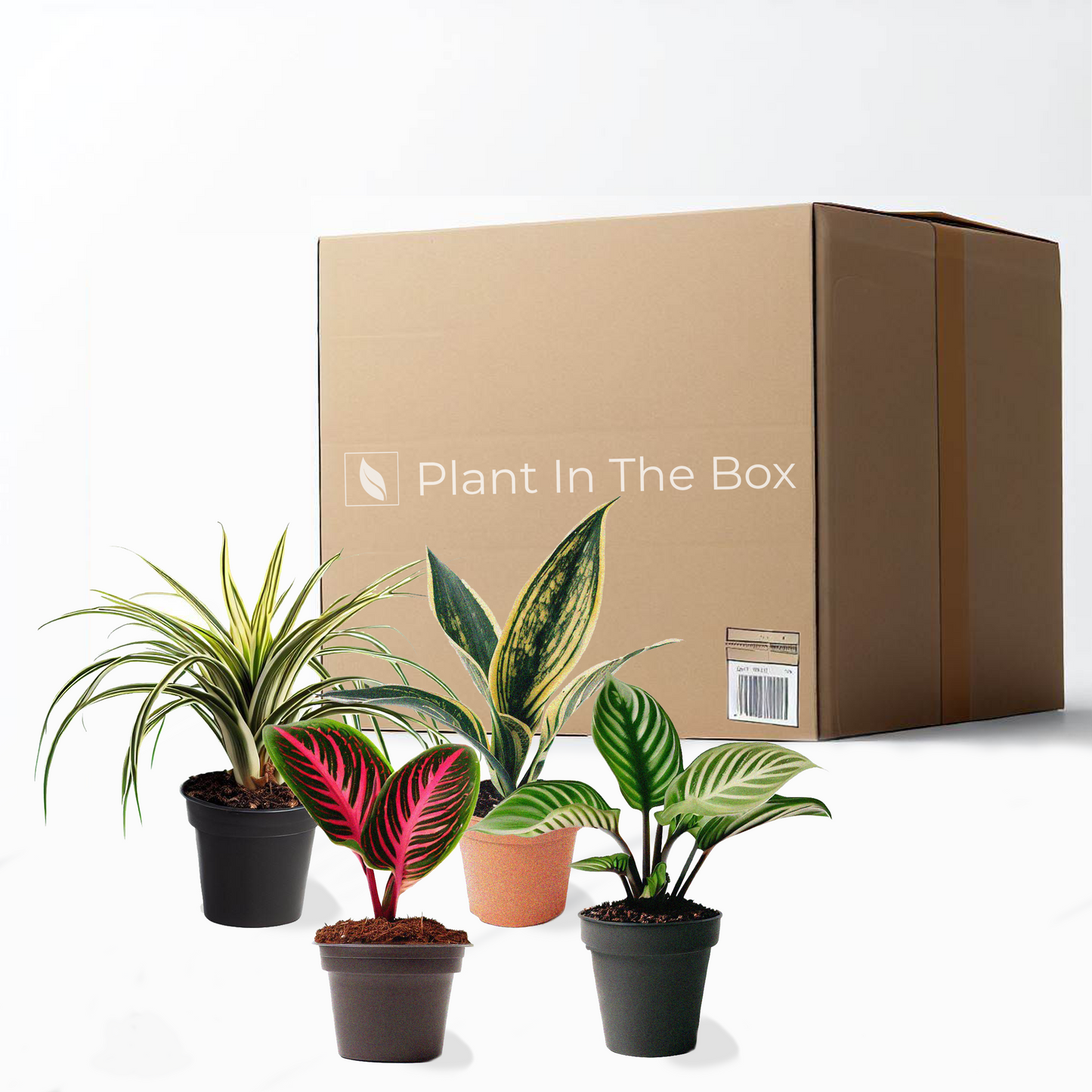 Bloomer Bundle - Mystery Houseplant Subscription Box