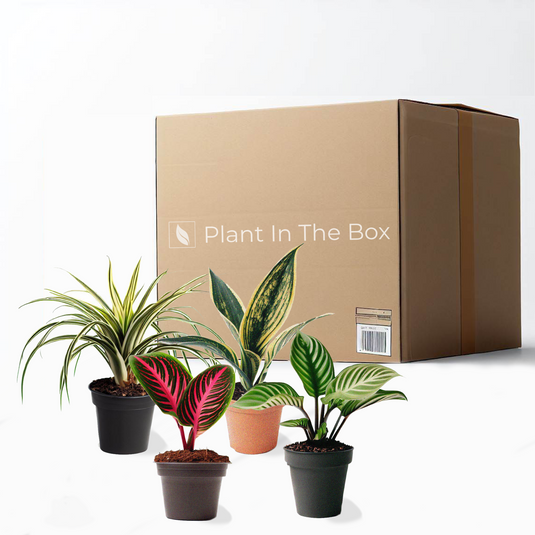 Houseplant Gardener in a Box