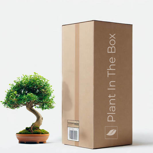 Bonsai Box - Mystery Houseplant Subscription Box