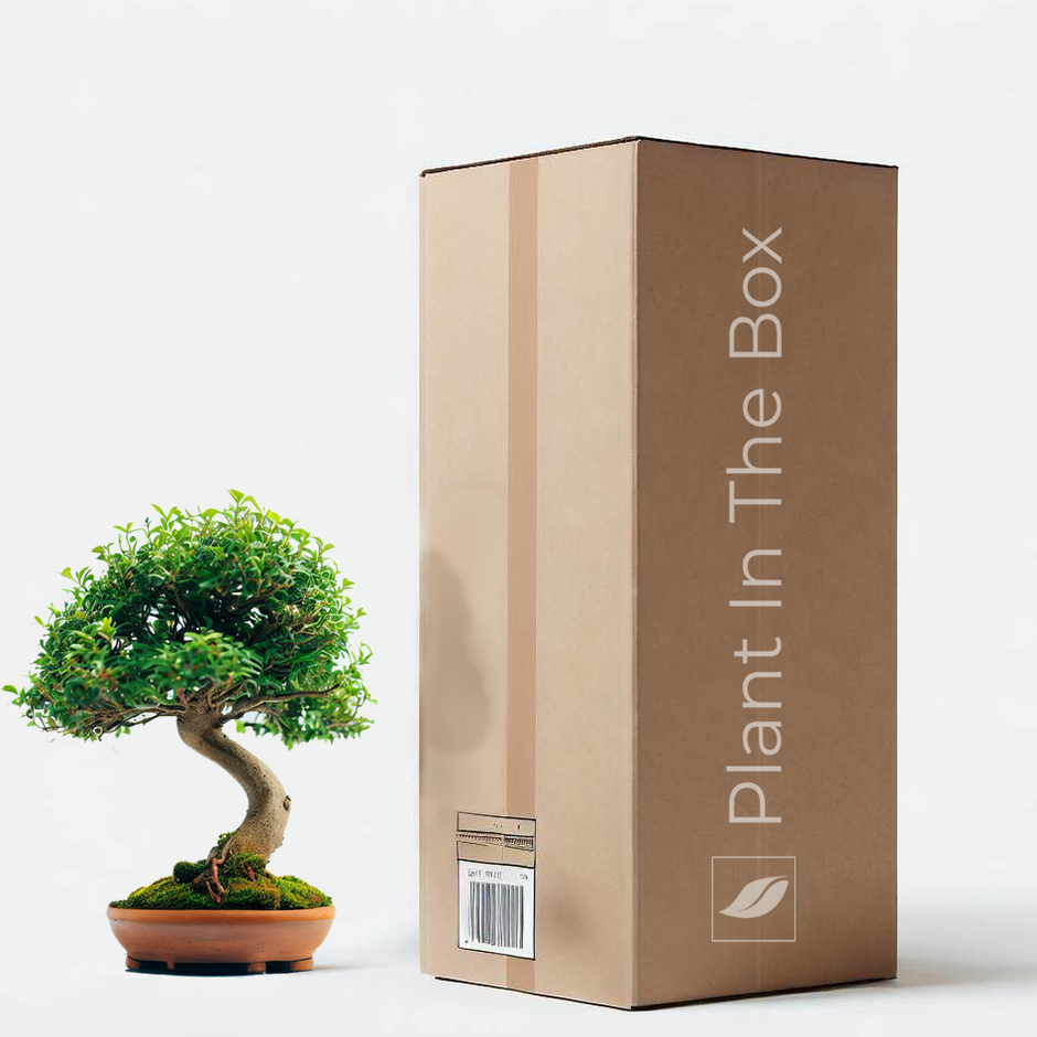 Houseplant Gardener in a Box main image 1