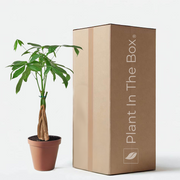 Braided Money Tree with lush green leaves in a nursery pot