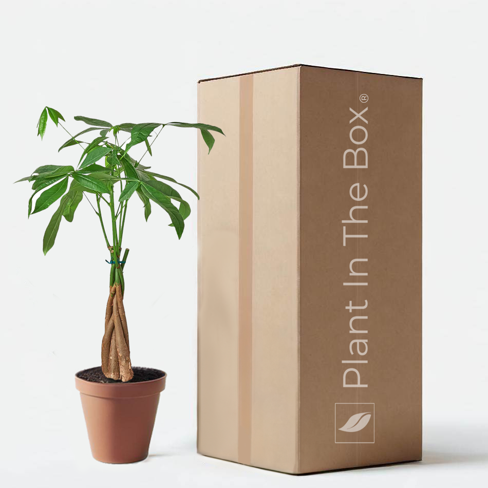 Braided Money Tree with lush green leaves in a nursery pot