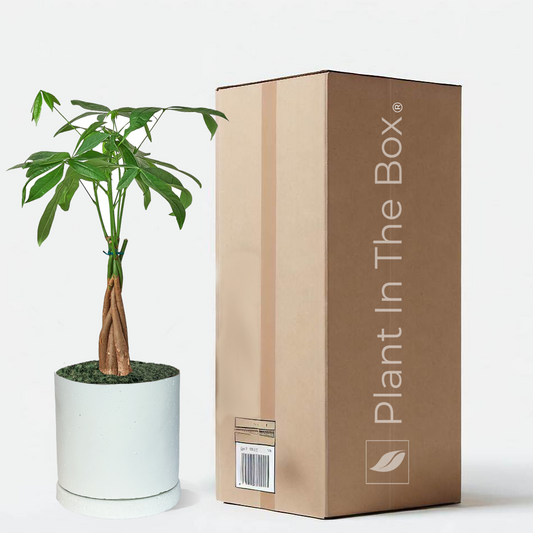 Perfectly Potted Houseplant Gift Box