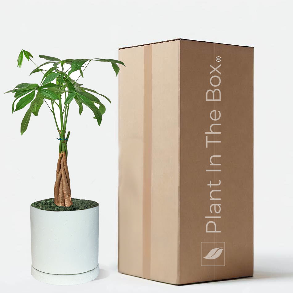 Medium Braided Money Tree Plant Gift Box