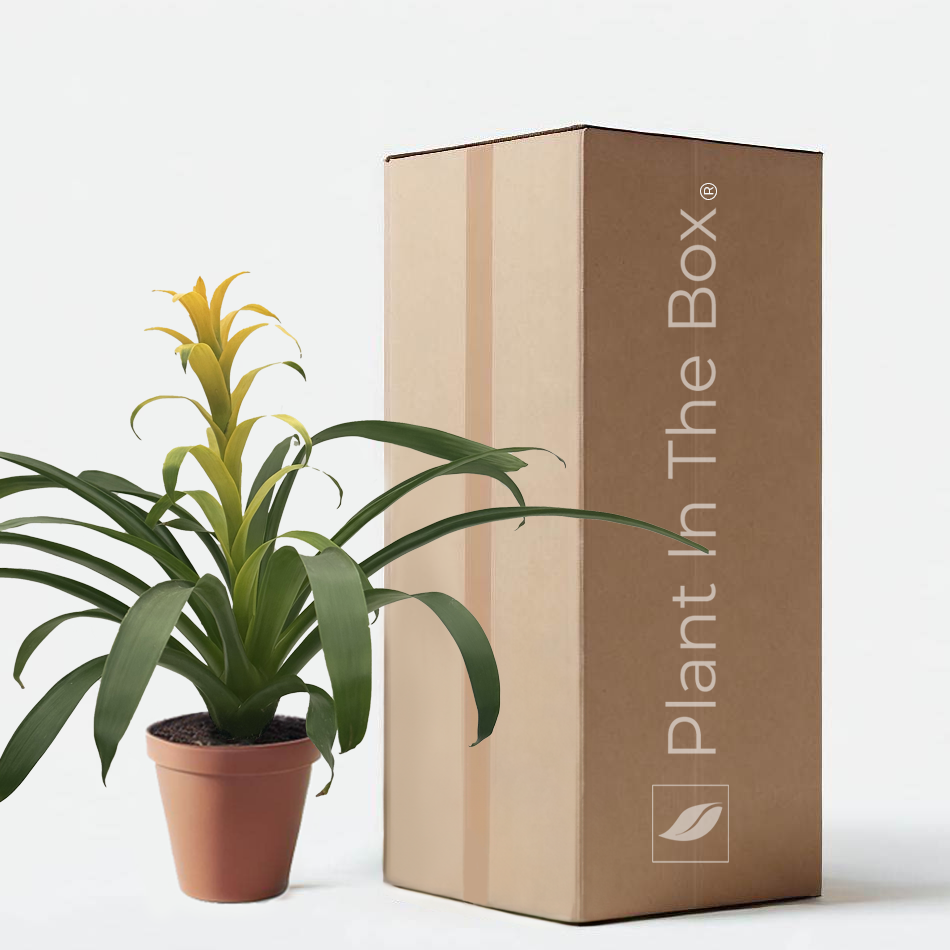 Bromeliad Guzmania 'Yellow' (Nursery Pot)