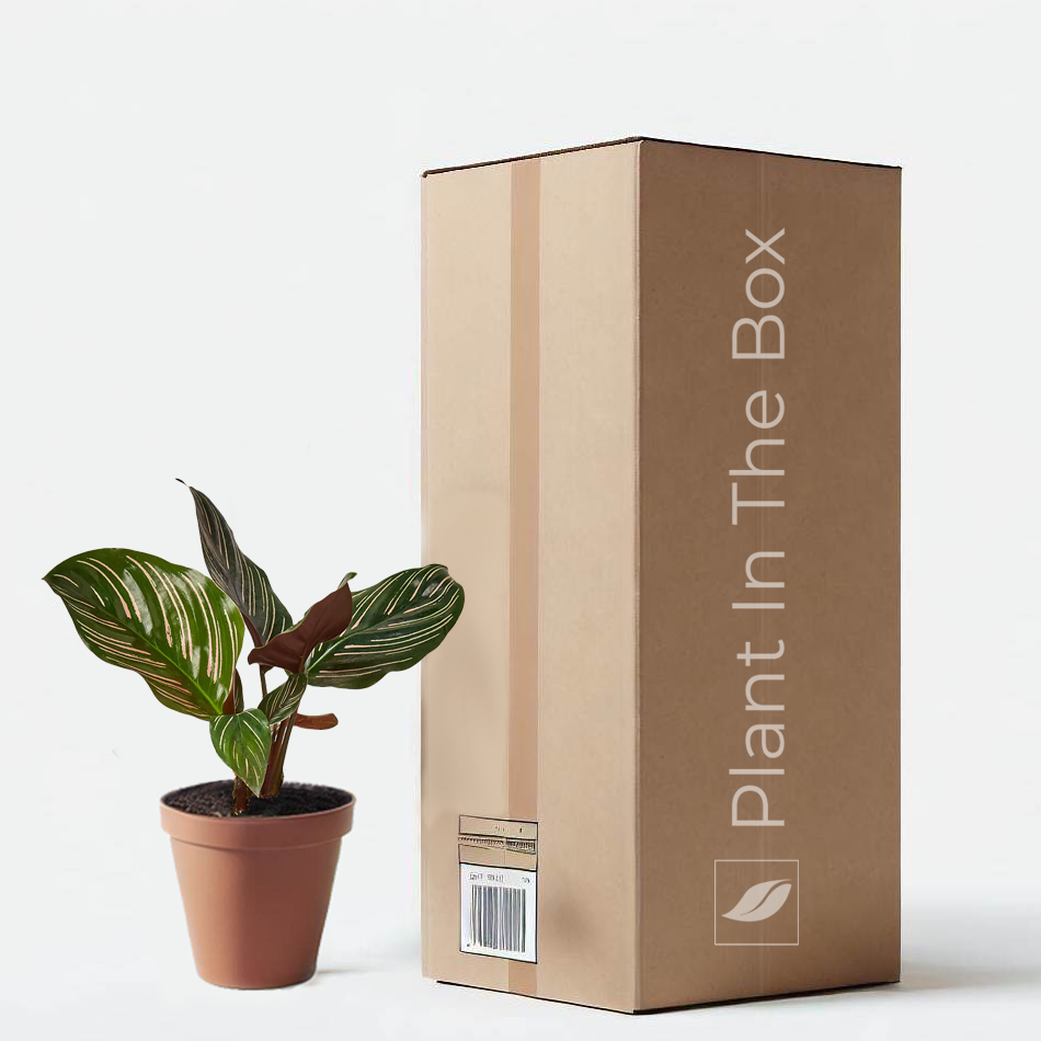 Calathea 'Ornata' in a grow pot