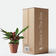 Calathea 'Rattlesnake' in a grow pot