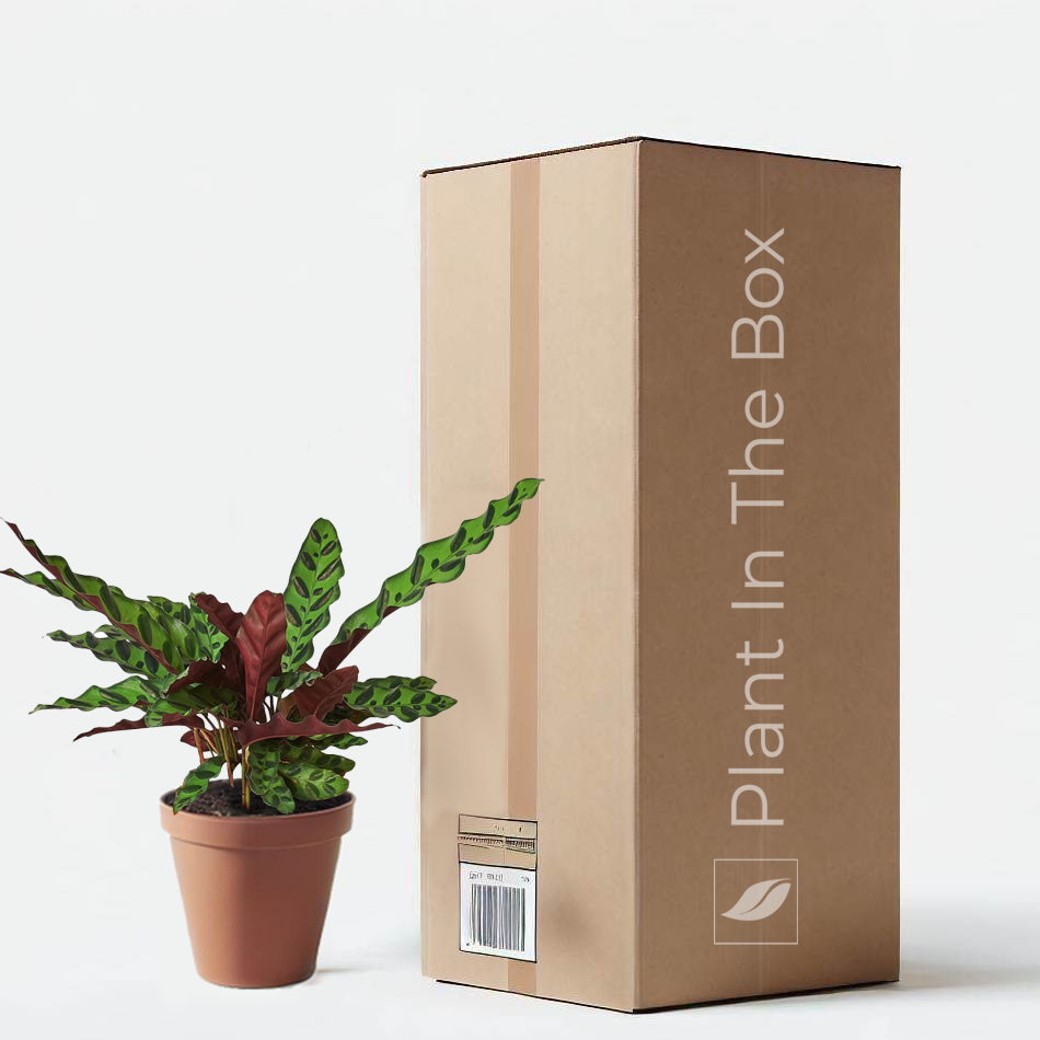 Calathea 'Rattlesnake' in a grow pot