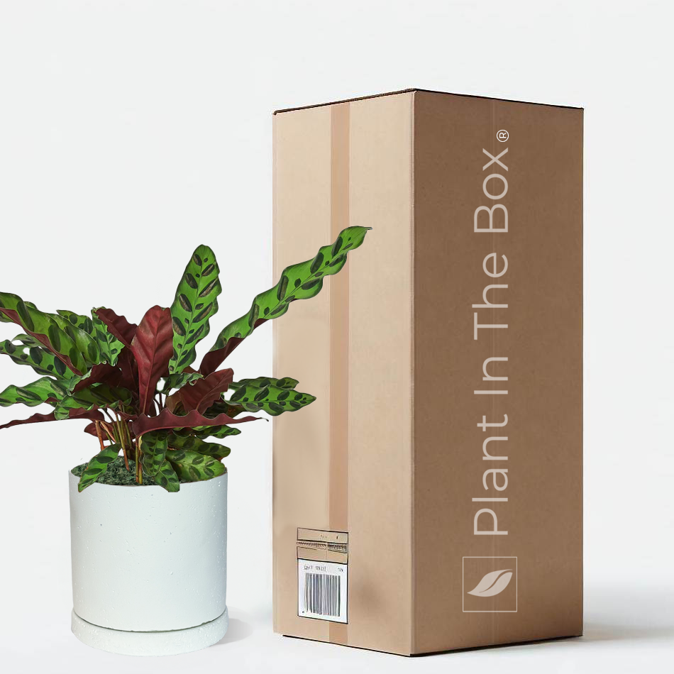 Perfectly Potted Houseplant Gift Box