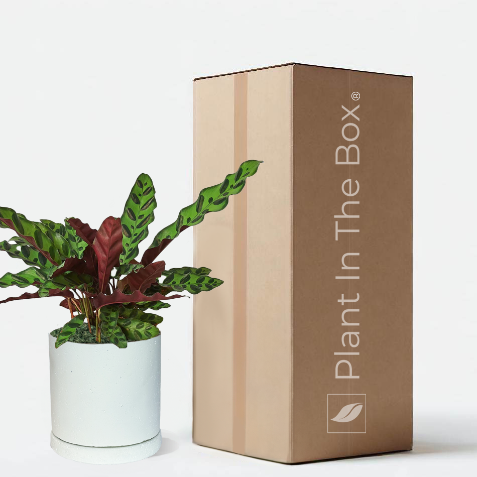 Perfectly Potted Houseplant Gift Box
