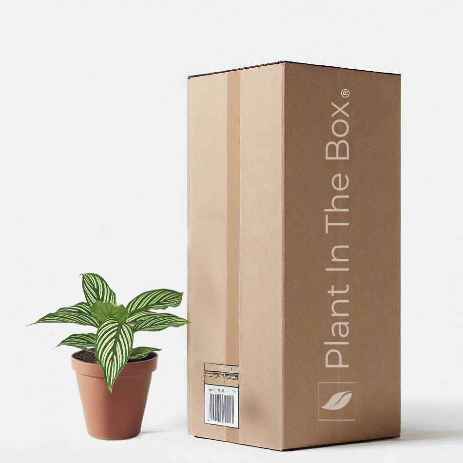 All Individual Plants