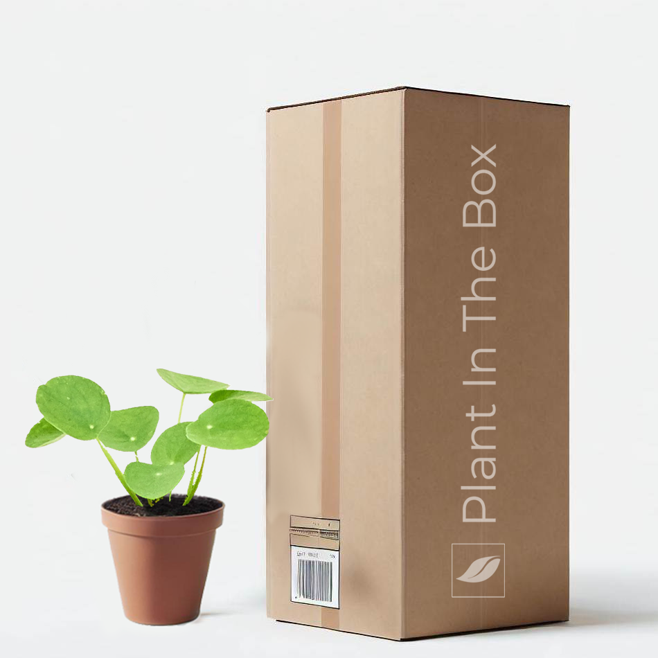 Chinese Money Plant in a grow pot