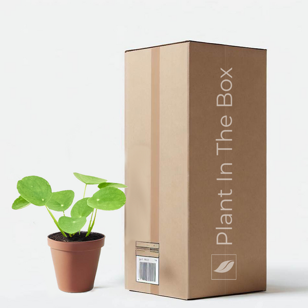 Chinese Money Plant | Send A Plant Gift Box