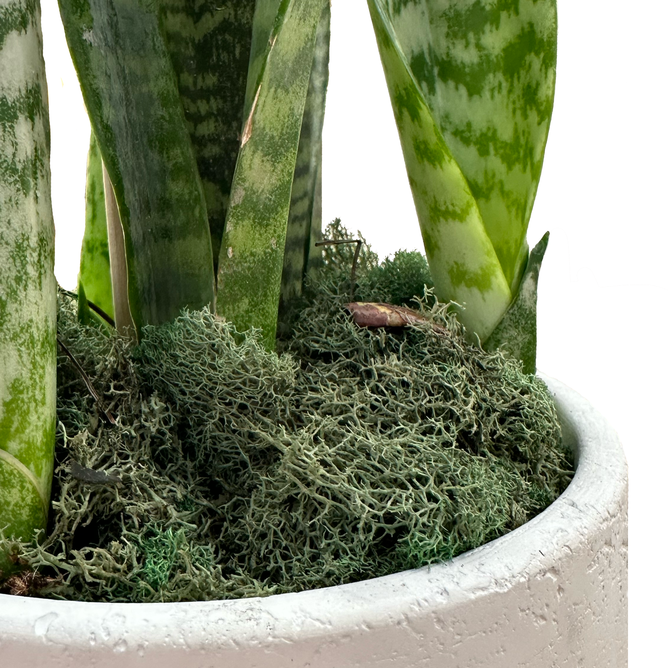close up of perfectly potted plant gift box with preserved moss
