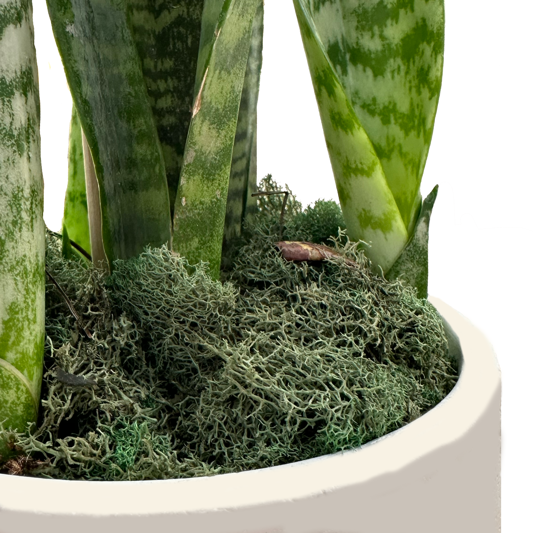 Perfectly Potted Houseplant Gift Box