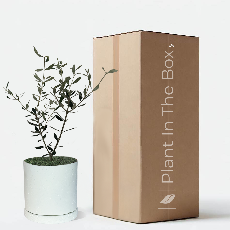 Common Olive Tree In Concrete Pot Plant Gift Box