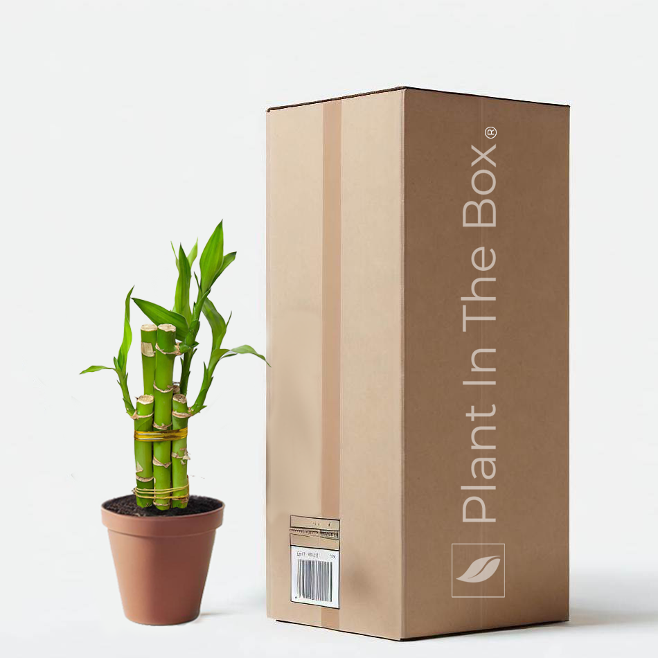 Dracaena Lucky Bamboo in a grow pot