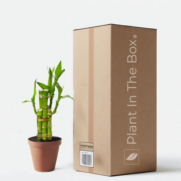 Dracaena 'Lucky Bamboo' | Send A Plant Gift Box