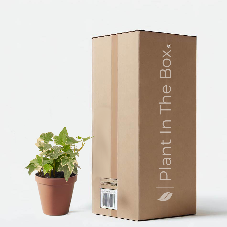 English Ivy 'Glacier' (Nursery Pot)