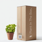 English Ivy 'Gold Child' (Nursery Pot)