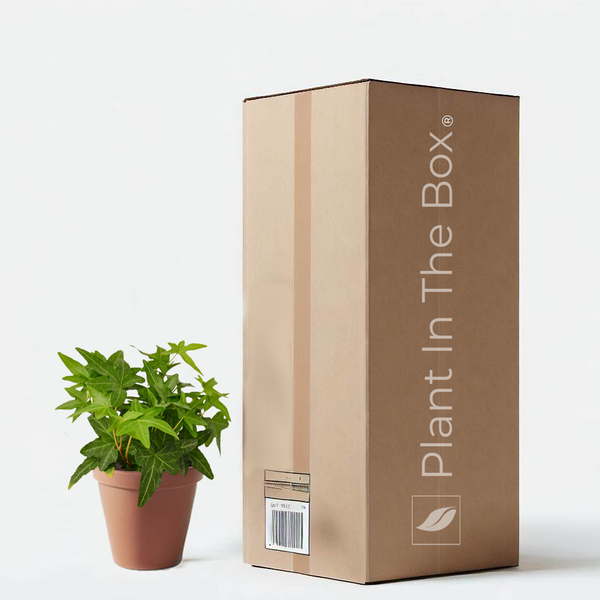 English Ivy 'Green California' | Send A Plant Gift Box - Plant In