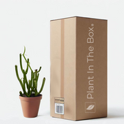 Euphorbia 'Pencil Cactus' (Nursery Pot)