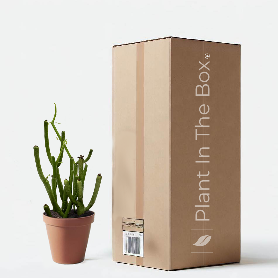 Euphorbia 'Pencil Cactus' (Nursery Pot)