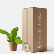 Fiddle Leaf Fig (Nursery Pot)