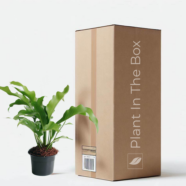 mystery house plant box Fur Friendly Box - Mystery Plant Subscription Box