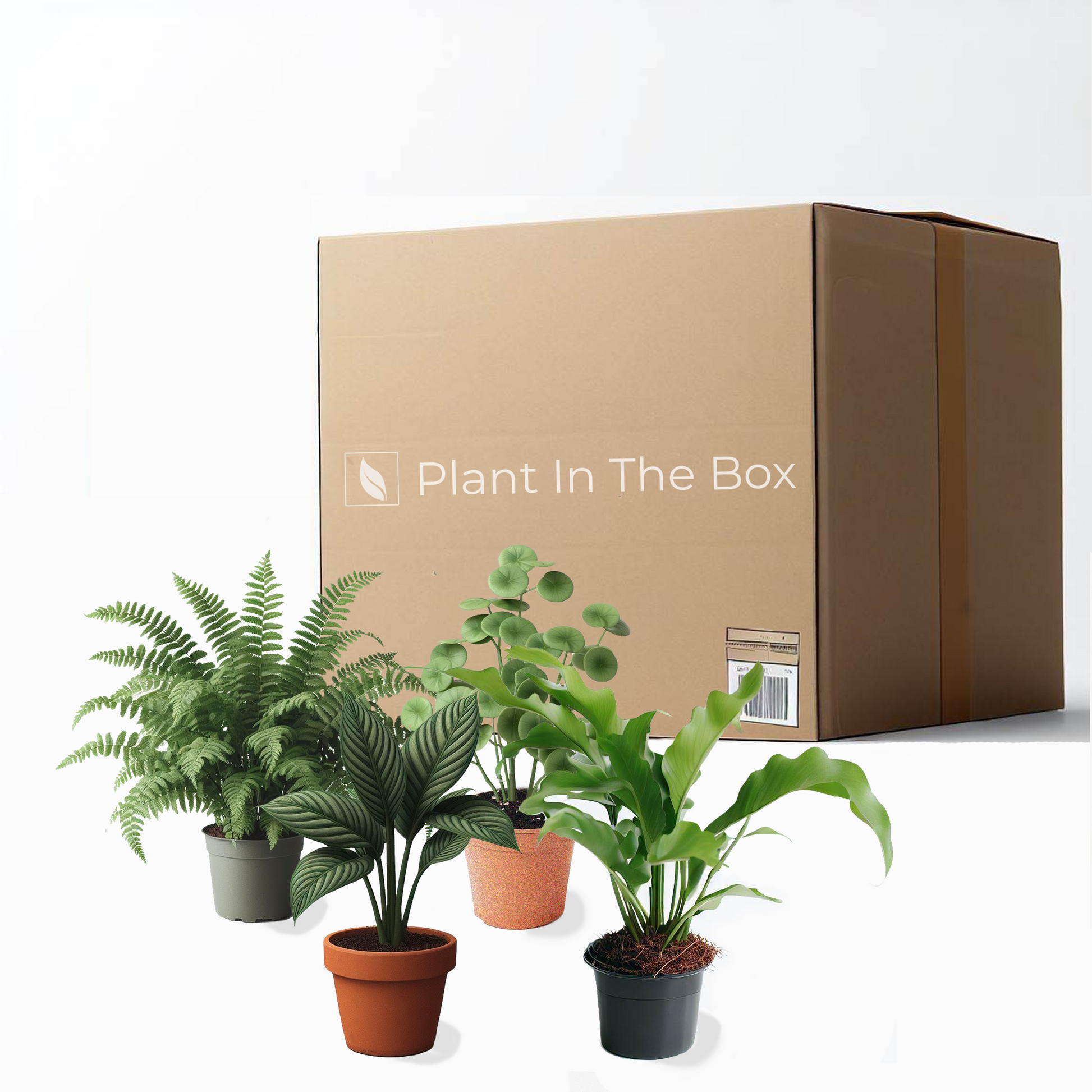 indoor plant subscription box Fur Friendly Bundle