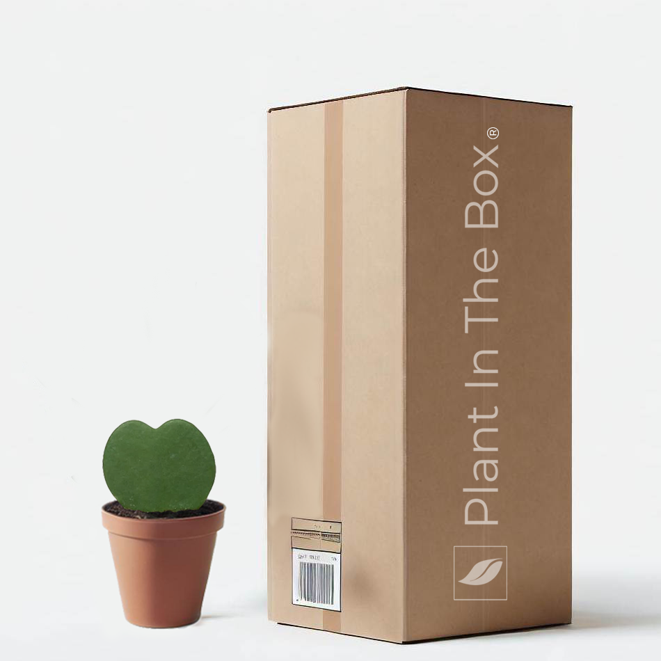 Plant In The Box Hoya Sweetheart