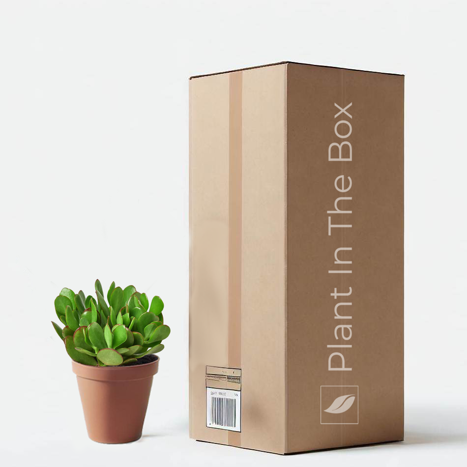 Jade Plant in a grow pot