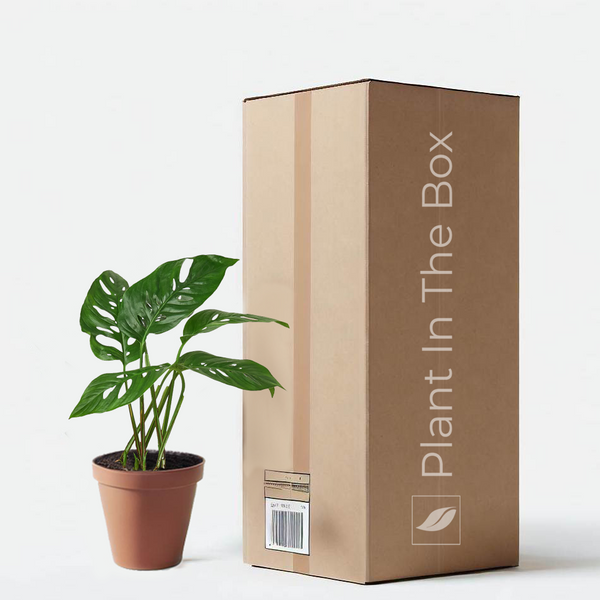 swiss cheese plant in pot Monstera Adansonii 'Swiss Cheese' | Send A Plant Gift Box