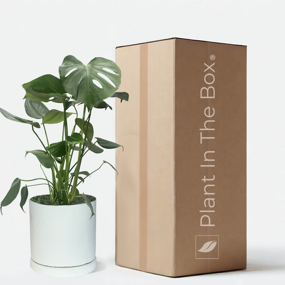 Monstera Deliciosa Potted In Aged Concrete Pot Plant Gift Box