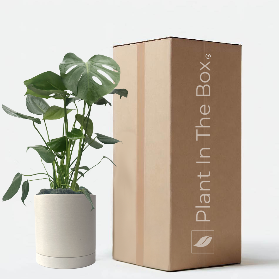 Monstera Deliciosa Potted Plant Gift Box