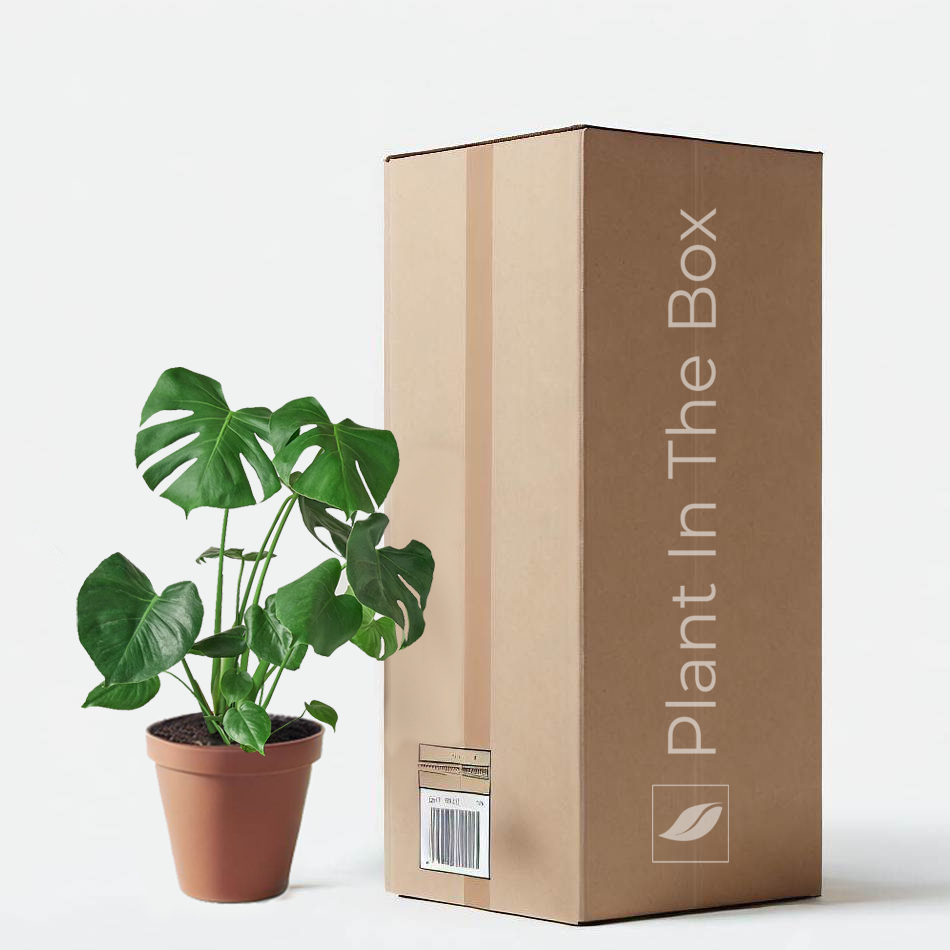 Monstera Deliciosa (Nursery Pot)
