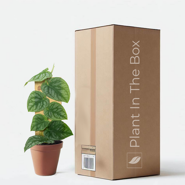 Monstera 'Dubia' Shingle Plant | Send A Plant Gift Box