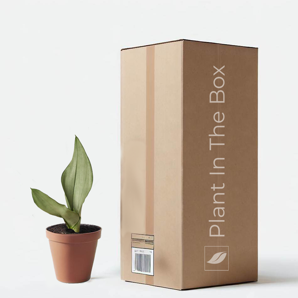 Moonshine Snake Plant in a grow pot