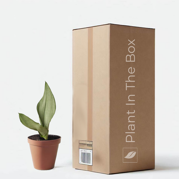 sansevieria moonshine cats Moonshine Snake Plant | Send A Plant Gift Box