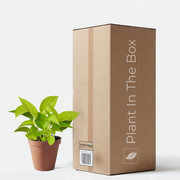 Neon Pothos in a grow pot