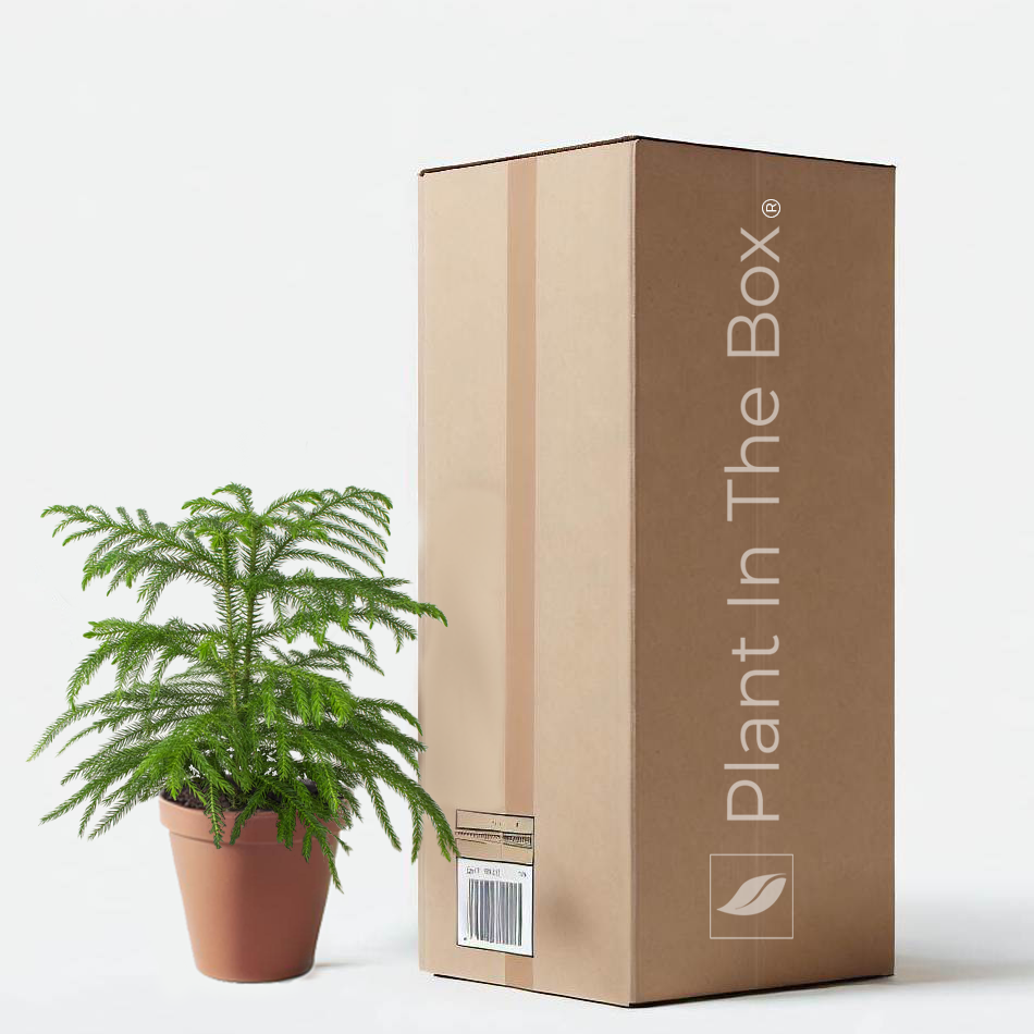 Plant In The Box Norfolk Island Pine Tree