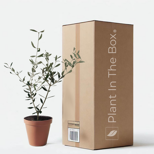 Common Olive Tree Houseplant