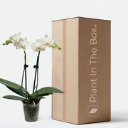 small White Phalaenopsis Orchid in a nursery pot