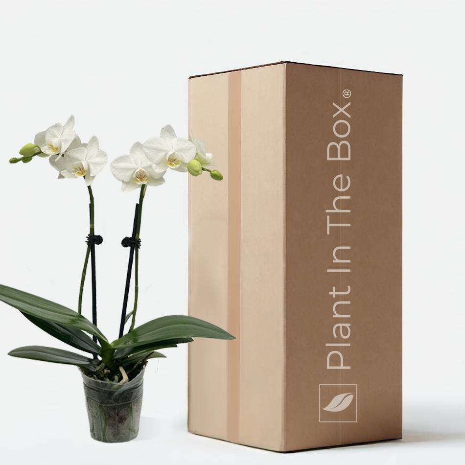 small White Phalaenopsis Orchid in a nursery pot