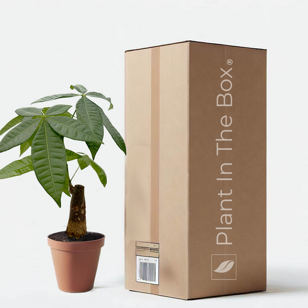 money tree stumps Pachira Stump Money Tree | Send A Plant Gift Box